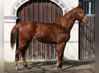 Pura sangre inglés, Caballo castrado, 4 años, 160 cm, Alazán