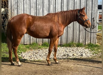 Pura sangre inglés, Caballo castrado, 4 años, 160 cm, Alazán