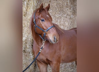 Pura sangre inglés, Caballo castrado, 4 años, 160 cm, Alazán