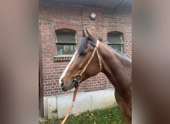 Pura sangre inglés, Caballo castrado, 4 años, 160 cm, Castaño