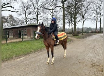 Pura sangre inglés, Caballo castrado, 4 años, 160 cm, Castaño