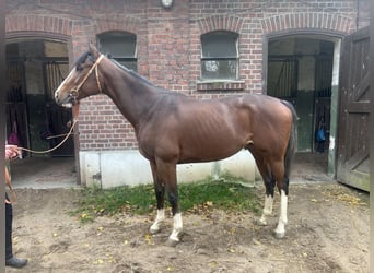 Pura sangre inglés, Caballo castrado, 4 años, 160 cm, Castaño