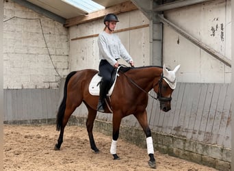 Pura sangre inglés, Caballo castrado, 4 años, 160 cm, Castaño oscuro