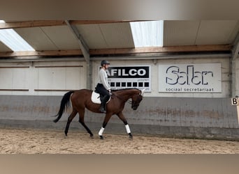 Pura sangre inglés, Caballo castrado, 4 años, 160 cm, Castaño oscuro