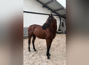 Pura sangre inglés, Caballo castrado, 4 años, 160 cm, Castaño oscuro