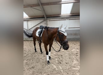 Pura sangre inglés, Caballo castrado, 4 años, 160 cm, Castaño oscuro