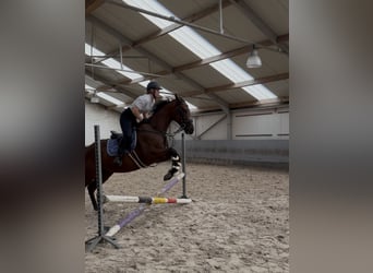 Pura sangre inglés, Caballo castrado, 4 años, 160 cm, Castaño oscuro