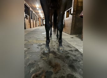 Pura sangre inglés, Caballo castrado, 4 años, 163 cm, Castaño rojizo