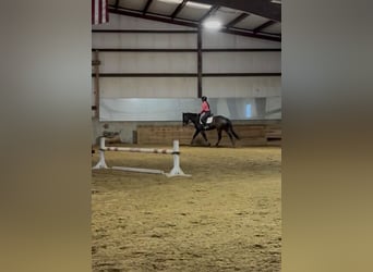 Pura sangre inglés, Caballo castrado, 4 años, 163 cm, Castaño rojizo