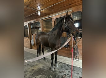 Pura sangre inglés, Caballo castrado, 4 años, 163 cm, Castaño rojizo