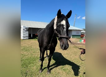 Pura sangre inglés, Caballo castrado, 4 años, 163 cm, Tordo