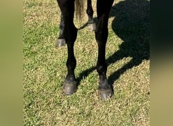 Pura sangre inglés, Caballo castrado, 4 años, 163 cm, Tordo