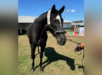 Pura sangre inglés, Caballo castrado, 4 años, 163 cm, Tordo