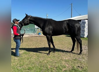 Pura sangre inglés, Caballo castrado, 4 años, 163 cm, Tordo