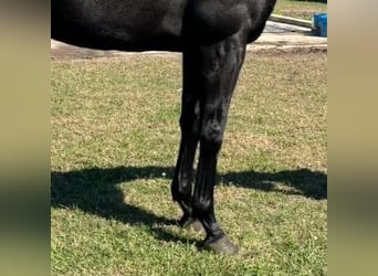 Pura sangre inglés, Caballo castrado, 4 años, 163 cm, Tordo