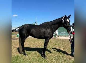 Pura sangre inglés, Caballo castrado, 4 años, 163 cm, Tordo