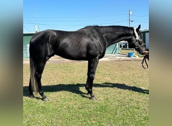 Pura sangre inglés, Caballo castrado, 4 años, 163 cm, Tordo