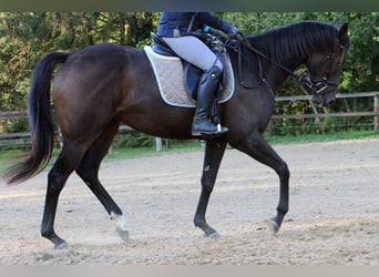 Pura sangre inglés, Caballo castrado, 4 años, 165 cm, Castaño oscuro