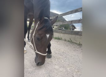 Pura sangre inglés, Caballo castrado, 4 años, 167 cm, Morcillo