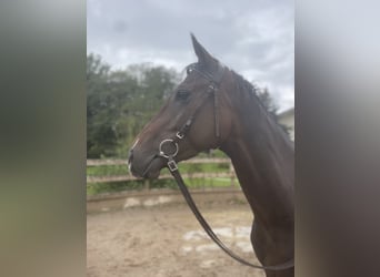 Pura sangre inglés, Caballo castrado, 4 años, 167 cm, Morcillo