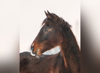 Pura sangre inglés, Caballo castrado, 4 años, 167 cm, Morcillo