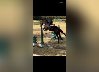 Pura sangre inglés, Caballo castrado, 4 años, 168 cm, Castaño