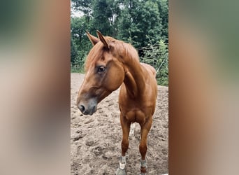Pura sangre inglés, Caballo castrado, 4 años, 170 cm, Alazán rojizo