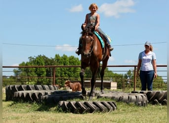 Pura sangre inglés, Caballo castrado, 4 años, 178 cm, Castaño rojizo