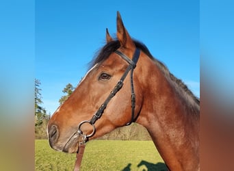 Pura sangre inglés, Caballo castrado, 4 años, Castaño