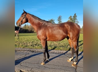 Pura sangre inglés, Caballo castrado, 4 años, Castaño