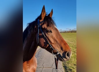 Pura sangre inglés, Caballo castrado, 4 años, Castaño