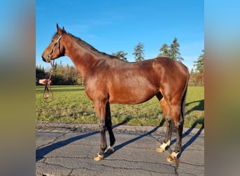 Pura sangre inglés, Caballo castrado, 4 años, Castaño