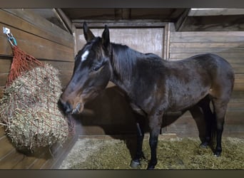 Pura sangre inglés, Caballo castrado, 5 años, 152 cm, Castaño oscuro