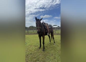 Pura sangre inglés, Caballo castrado, 5 años, 163 cm, Castaño rojizo