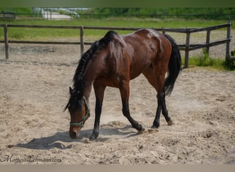 Pura sangre inglés, Caballo castrado, 5 años, 164 cm, Castaño