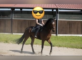 Pura sangre inglés, Caballo castrado, 5 años, 164 cm, Castaño