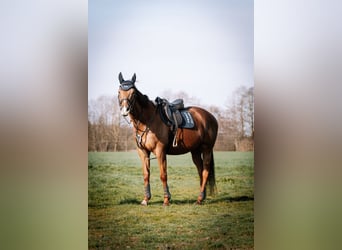 Pura sangre inglés, Caballo castrado, 5 años, 165 cm, Alazán