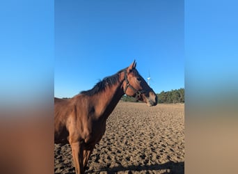 Pura sangre inglés, Caballo castrado, 5 años, 165 cm, Castaño