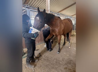 Pura sangre inglés, Caballo castrado, 5 años, 165 cm, Castaño