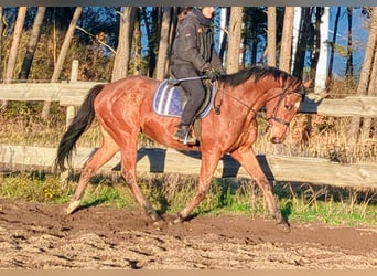 Pura sangre inglés, Caballo castrado, 5 años, 165 cm, Castaño