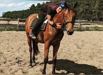 Pura sangre inglés, Caballo castrado, 5 años, 165 cm, Castaño