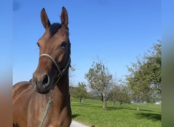 Pura sangre inglés, Caballo castrado, 5 años, 165 cm, Castaño