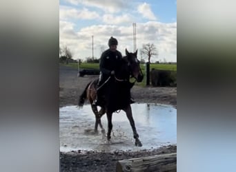 Pura sangre inglés, Caballo castrado, 5 años, 165 cm, Castaño rojizo