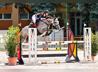 Pura sangre inglés, Caballo castrado, 5 años, 165 cm, Tordo rodado