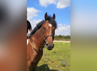 Pura sangre inglés, Caballo castrado, 5 años, 166 cm, Castaño
