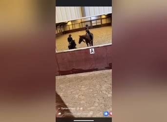 Pura sangre inglés, Caballo castrado, 5 años, 170 cm, Alazán