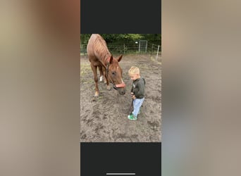 Pura sangre inglés, Caballo castrado, 5 años, 170 cm, Alazán