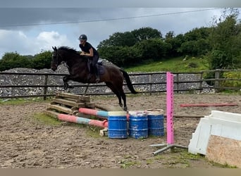 Pura sangre inglés, Caballo castrado, 6 años, 155 cm, Castaño