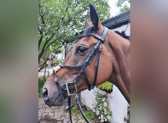 Pura sangre inglés, Caballo castrado, 6 años, 160 cm, Castaño