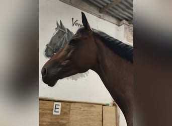 Pura sangre inglés, Caballo castrado, 6 años, 160 cm, Castaño